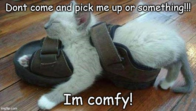 Shoe Cat | Dont come and pick me up or something!!! Im comfy! | image tagged in cat | made w/ Imgflip meme maker