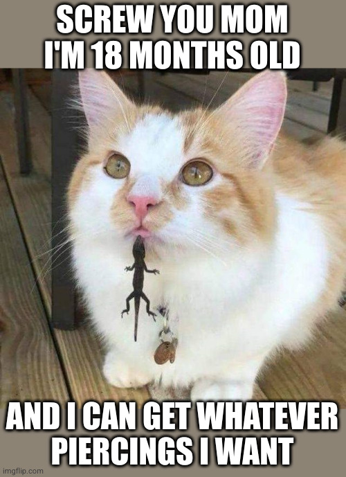 Human, I reluctantly require your assistance | SCREW YOU MOM I'M 18 MONTHS OLD; AND I CAN GET WHATEVER
PIERCINGS I WANT | image tagged in human i reluctantly require your assistance | made w/ Imgflip meme maker