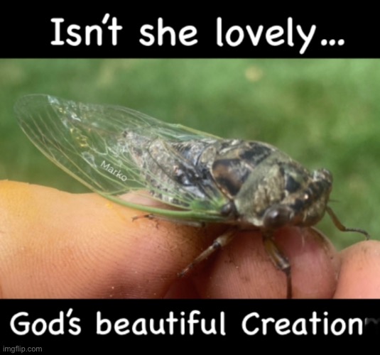 I Marvel | image tagged in memes,insects,god made everything,praise him,creatures created | made w/ Imgflip meme maker