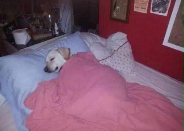 High Quality Dog sleeping on bed Blank Meme Template