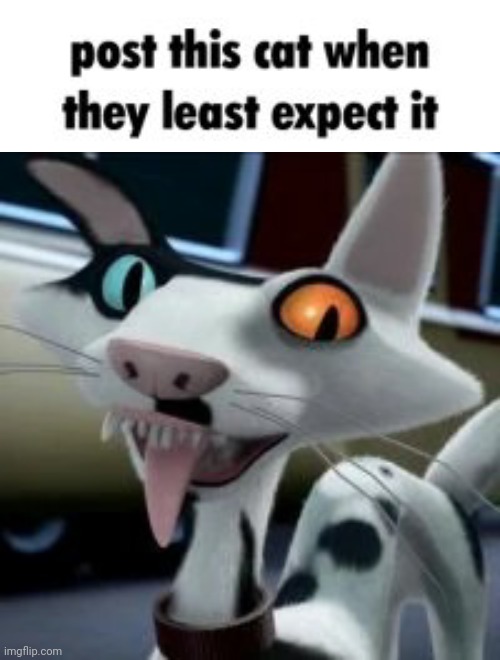 Post this cat when they least expect it | image tagged in post this cat when they least expect it | made w/ Imgflip meme maker