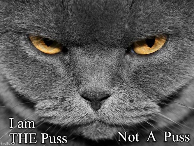 FAFO | I am
THE Puss; Not  A  Puss | image tagged in grumpy graey cat | made w/ Imgflip meme maker