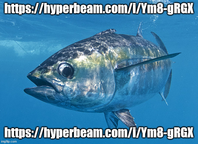 Tuna fish | https://hyperbeam.com/i/Ym8-gRGX; https://hyperbeam.com/i/Ym8-gRGX | image tagged in tuna fish | made w/ Imgflip meme maker