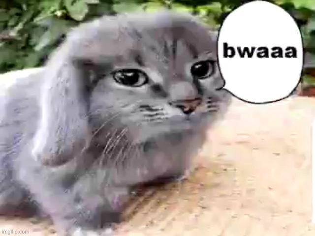 bwaaa | image tagged in bwaaa | made w/ Imgflip meme maker