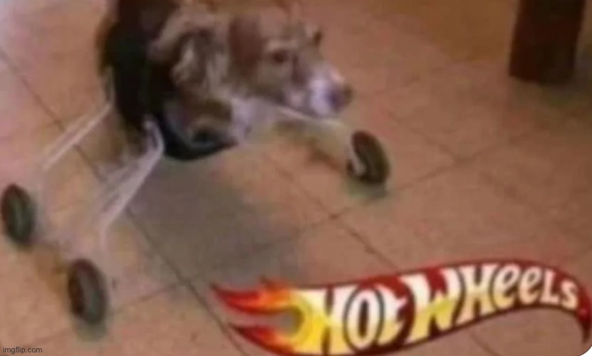 Hot-Wheels dog | image tagged in hot dog | made w/ Imgflip meme maker