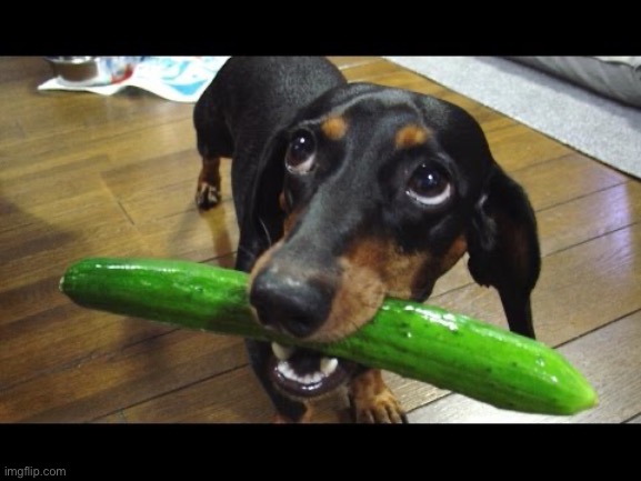 Cucumber dog | image tagged in cucumber dog | made w/ Imgflip meme maker