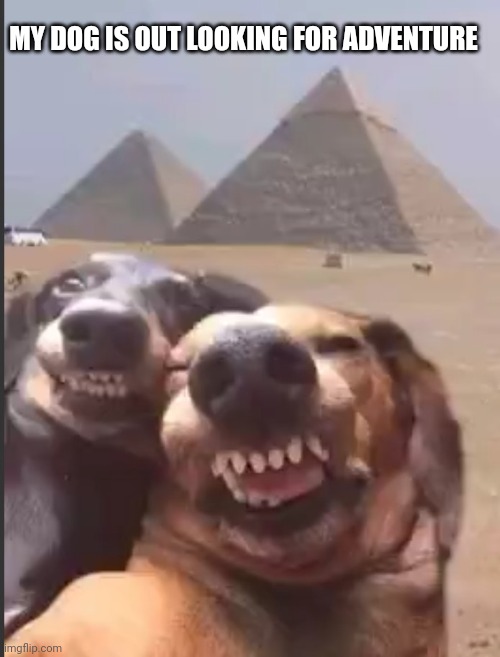 how my dog ​​got to egypt?! | MY DOG ​​IS OUT LOOKING FOR ADVENTURE | image tagged in fun,dogs | made w/ Imgflip meme maker