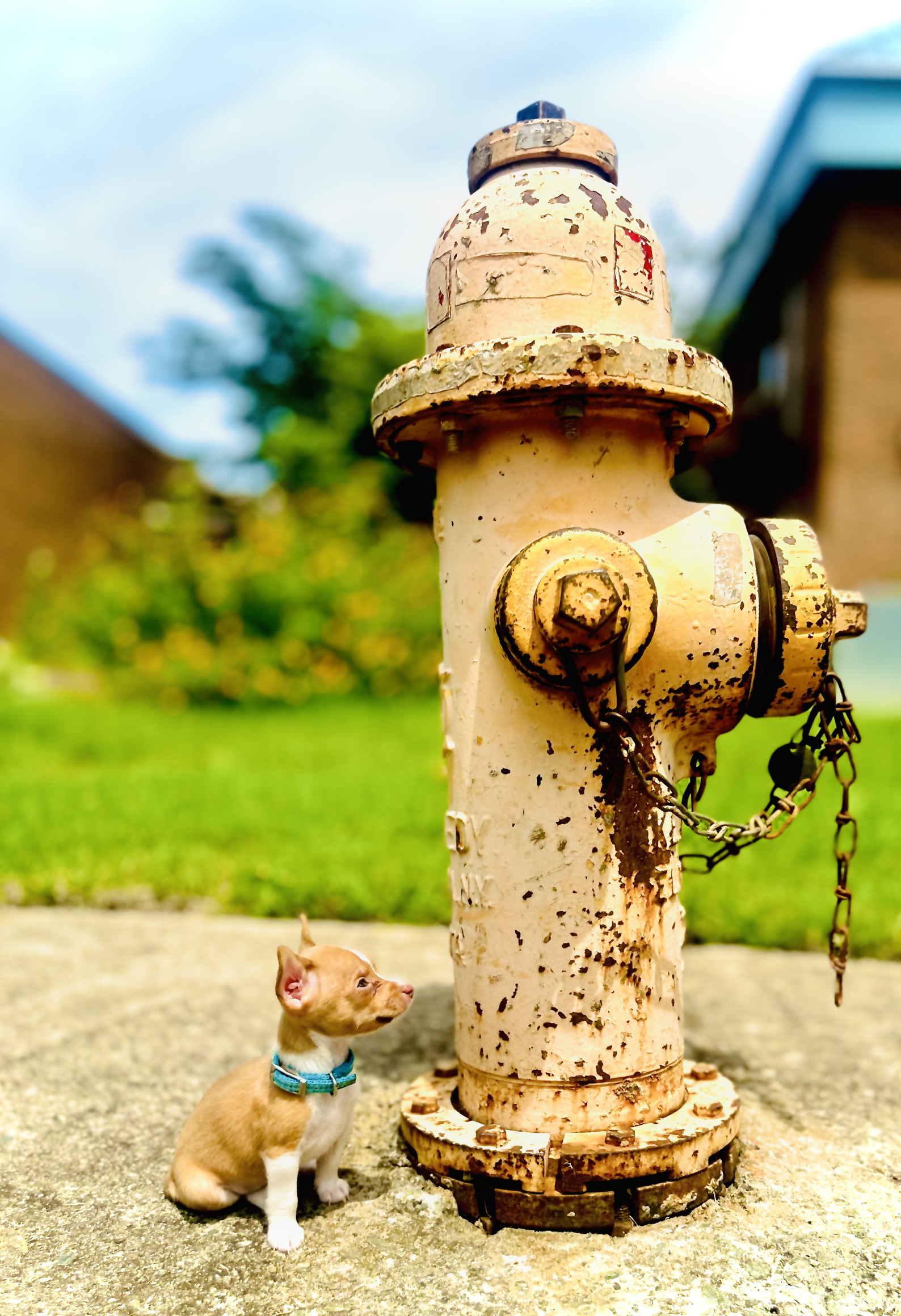 High Quality Chihuahua Hydrant Perspective Blank Meme Template