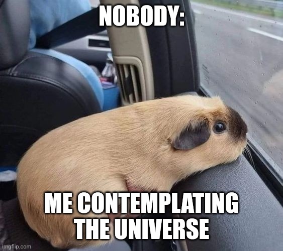 I'm contemplating the universe | NOBODY:; ME CONTEMPLATING THE UNIVERSE | image tagged in guinea pig,jpfan102504,relatable | made w/ Imgflip meme maker