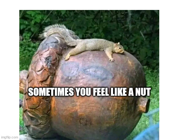 SOMETIMES YOU FEEL LIKE A NUT | image tagged in sometimes you feel like a nut | made w/ Imgflip meme maker