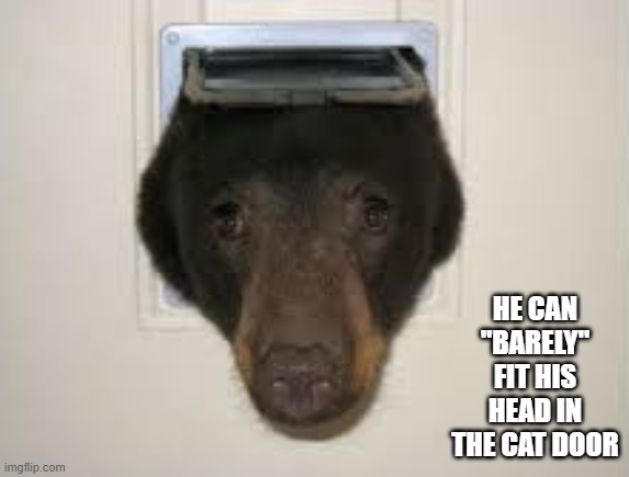 memes by Brad - He can "barely" fit his head in the cat door. | HE CAN "BARELY" FIT HIS HEAD IN THE CAT DOOR | image tagged in funny,cats,bear,door,play on words,humor | made w/ Imgflip meme maker