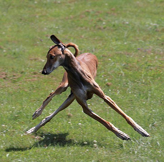 Gazelle Blank Meme Template