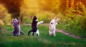 three cats dance in park Blank Meme Template