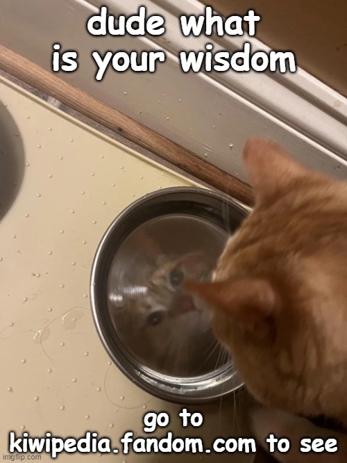 the cat of wisdom | dude what is your wisdom; go to kiwipedia.fandom.com to see | image tagged in the cat of wisdom | made w/ Imgflip meme maker