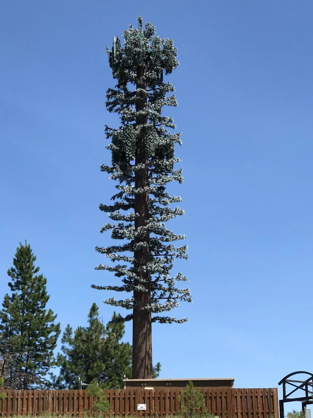 High Quality cellphone tower disguised as branchless tree Blank Meme Template