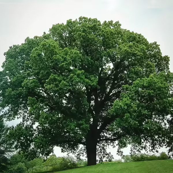 Massive oak tree branches Blank Meme Template