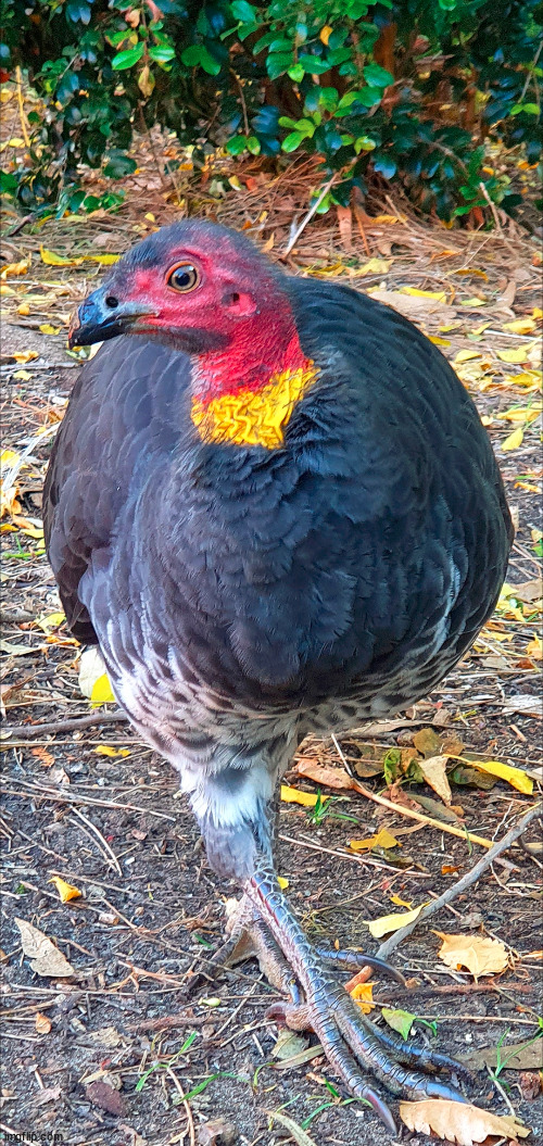 A adorable australia bush turkey | I named him Steggles!!! | made w/ Imgflip meme maker