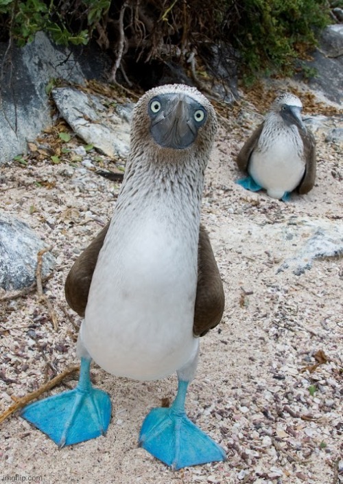 Booby | image tagged in booby | made w/ Imgflip meme maker