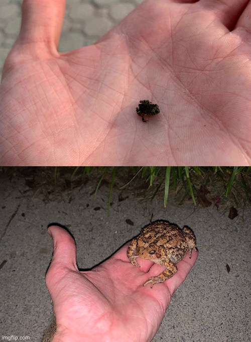 Frog size scale | made w/ Imgflip meme maker