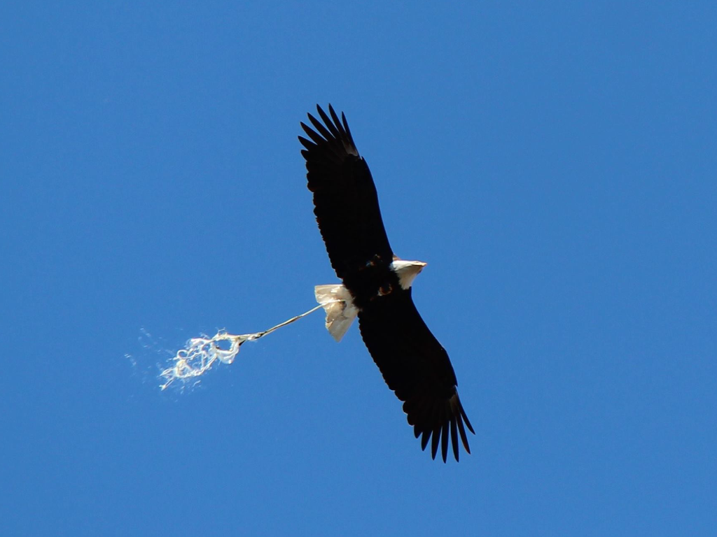 Eagle pooping midair Blank Meme Template