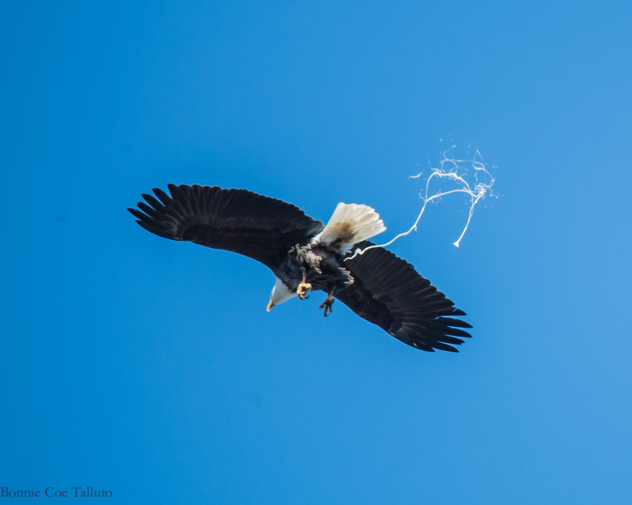 Eagle pooping midair Blank Meme Template