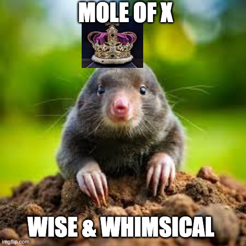 Mole At The Counter | MOLE OF X; WISE & WHIMSICAL | image tagged in mole in the hole,x,funny,wise,needed,we are blessed to have him | made w/ Imgflip meme maker