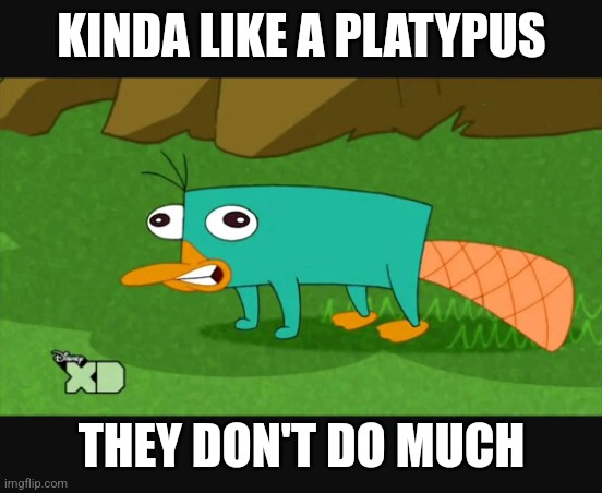 KINDA LIKE A PLATYPUS THEY DON'T DO MUCH | image tagged in platypus | made w/ Imgflip meme maker