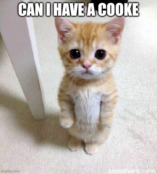 Cute Cat | CAN I HAVE A COOKE | image tagged in memes,cute cat | made w/ Imgflip meme maker