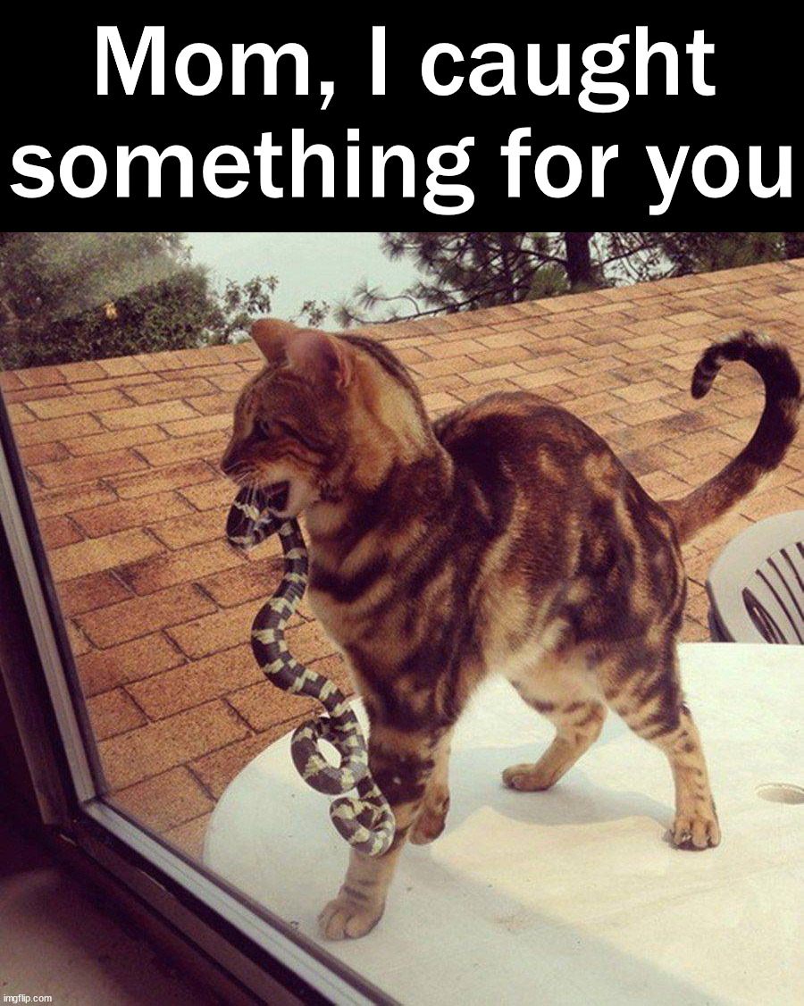 You can keep it | Mom, I caught something for you | image tagged in cats | made w/ Imgflip meme maker