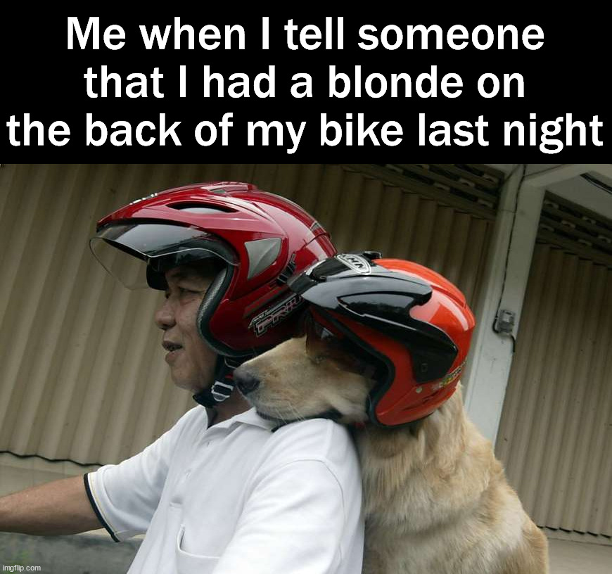 Blonde | Me when I tell someone that I had a blonde on the back of my bike last night | image tagged in dogs | made w/ Imgflip meme maker