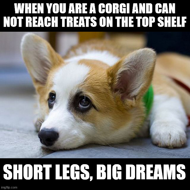 Corgi's are so cute | WHEN YOU ARE A CORGI AND CAN NOT REACH TREATS ON THE TOP SHELF; SHORT LEGS, BIG DREAMS | image tagged in dogs | made w/ Imgflip meme maker