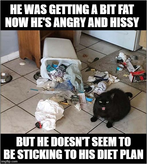 One Hangry Cat ! | HE WAS GETTING A BIT FAT
NOW HE'S ANGRY AND HISSY; BUT HE DOESN'T SEEM TO BE STICKING TO HIS DIET PLAN | image tagged in cats,fat,diet,hangry | made w/ Imgflip meme maker