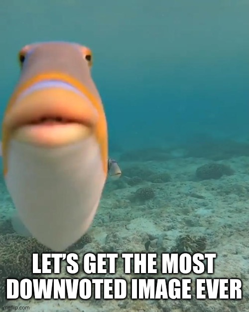 staring fish | LET’S GET THE MOST DOWNVOTED IMAGE EVER | image tagged in staring fish | made w/ Imgflip meme maker