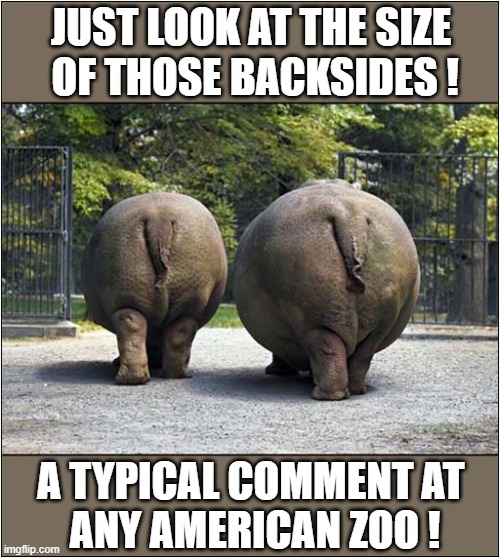 Fat Bottomed Hippos ! | JUST LOOK AT THE SIZE
 OF THOSE BACKSIDES ! A TYPICAL COMMENT AT 
ANY AMERICAN ZOO ! | image tagged in hippopotamus,obese,american,zoo,dark humour | made w/ Imgflip meme maker