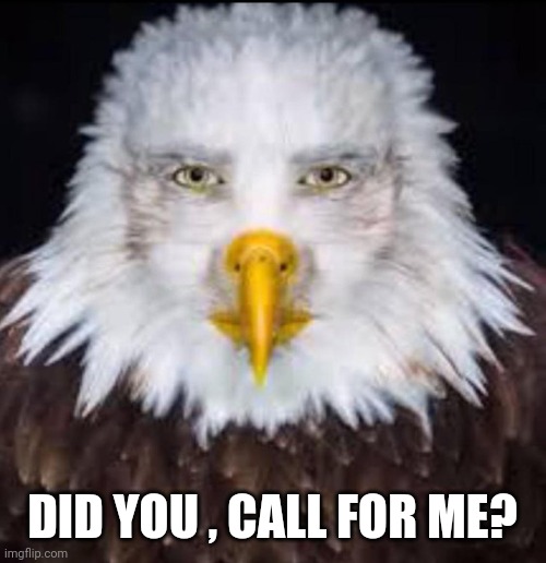 :3 | DID YOU , CALL FOR ME? | image tagged in eagle | made w/ Imgflip meme maker