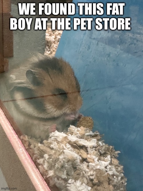 WE FOUND THIS FAT BOY AT THE PET STORE | made w/ Imgflip meme maker