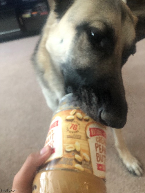 dog | made w/ Imgflip meme maker
