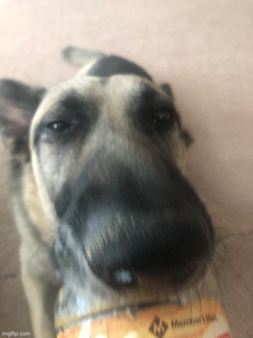 dog | made w/ Imgflip meme maker