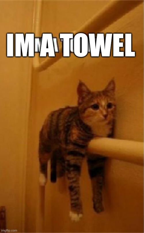 Do you think He`s stuck now? | IM A TOWEL | image tagged in i guess he is now,cats,cat,towel,after all why not,why not | made w/ Imgflip meme maker