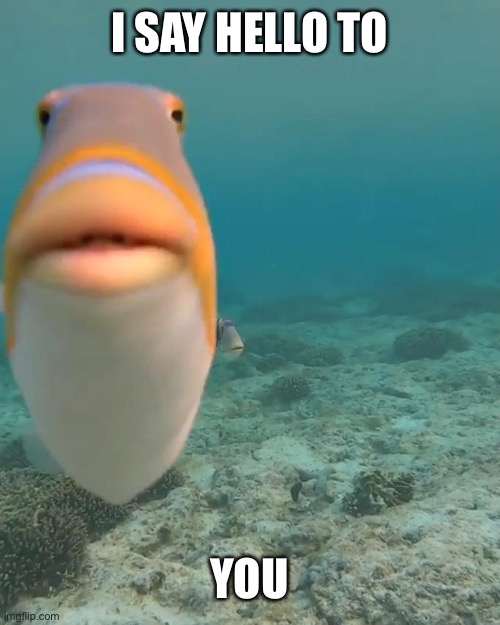 Hello. | I SAY HELLO TO; YOU | image tagged in staring fish | made w/ Imgflip meme maker