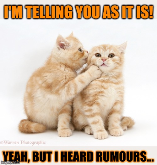 This #lolcat wonders why hoo-mens prefer rumours over the truth | I'M TELLING YOU AS IT IS! YEAH, BUT I HEARD RUMOURS... | image tagged in truth,lolcat,rumors,fake news | made w/ Imgflip meme maker