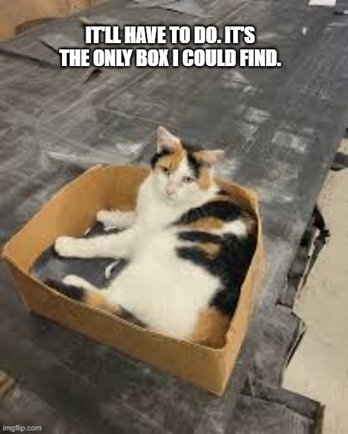 memes by Brad - It's the only box the cat could find | IT'LL HAVE TO DO. IT'S THE ONLY BOX I COULD FIND. | image tagged in funny,cats,kittens,funny cat memes,cute kittens,humor | made w/ Imgflip meme maker