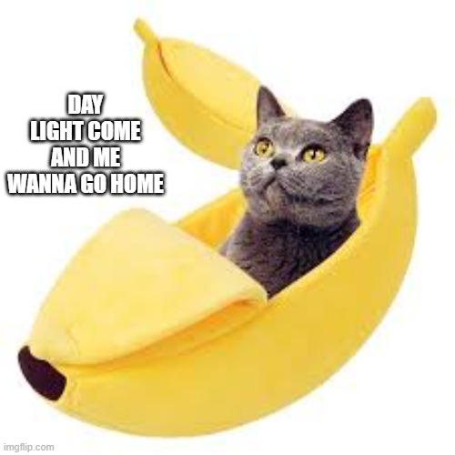 memes to be - cat in banana bed - humor | DAY LIGHT COME AND ME WANNA GO HOME | image tagged in funny,cats,kitten,funny cat memes,cute kitten,humor | made w/ Imgflip meme maker