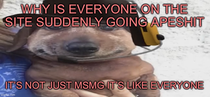 chucklenuts | WHY IS EVERYONE ON THE SITE SUDDENLY GOING APESHIT; IT’S NOT JUST MSMG IT’S LIKE EVERYONE | image tagged in chucklenuts | made w/ Imgflip meme maker