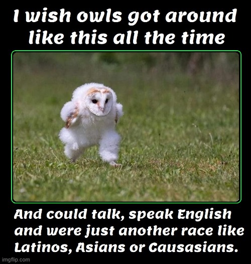 I'm Walkin', Yes, Indeed & I'm Talkin' —about being Free | image tagged in vince vance,white owl,owls,running,memes,dr doolittle | made w/ Imgflip meme maker