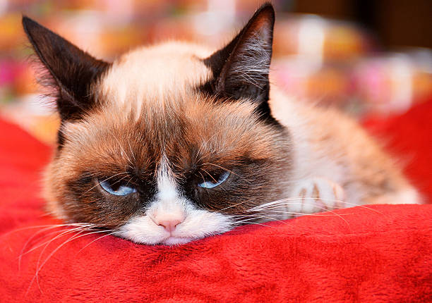 Grumpy cat feeling sad on red pillow Blank Meme Template