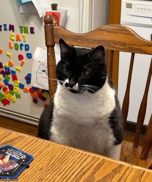 Cat Lord | image tagged in cat lord | made w/ Imgflip meme maker