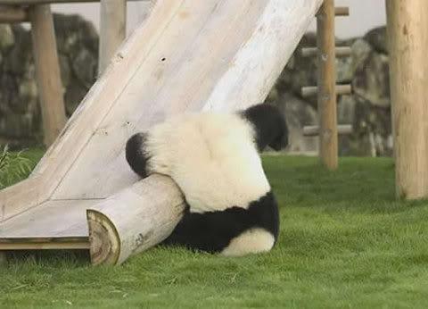 Panda Fail Blank Meme Template