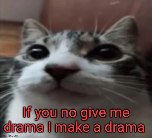 Cooking something devious | If you no give me drama I make a drama | image tagged in cat temp | made w/ Imgflip meme maker