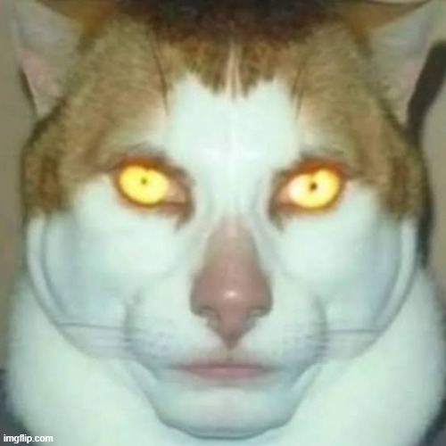 Sigma Cat | image tagged in sigma cat | made w/ Imgflip meme maker